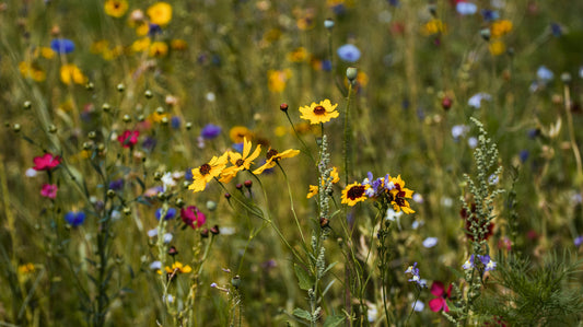 Blooming Creativity: Favorite Spring Color Palettes